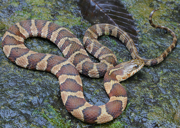 Midland Water Snake